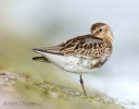 Dunlin04.jpg