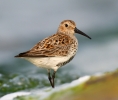 Dunlin110429-5218.jpg