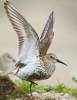 Dunlin120513.jpg