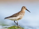 Dunlin_20131007_Toft-Newton_0001.jpg