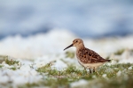 Dunlin~0.jpg