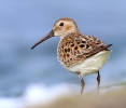 Dunlin~1.jpg