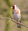 Goldfinch090301-016.jpg