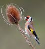 Goldfinch101121-6902.jpg