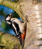 Great_Spotted_Woodpecker1.jpg