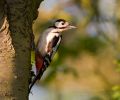 Great_Spotted_Woodpecker2.jpg
