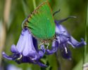 Green_Hairstreak100506-0202.jpg