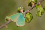 Green_Hairstreak100506-0223.jpg