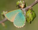 Green_Hairstreak100506-0235.jpg