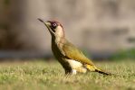 Green_Woodpecker100721-6834.jpg