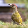 Green_Woodpecker100724-7149.jpg