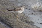 Greenshank01.jpg