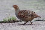 Grey_Partridge070617-01.jpg