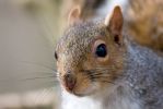 Grey_Squirrel.jpg