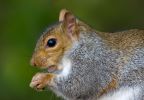 Grey_Squirrel091025-2982.jpg