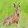 Hare.jpg
