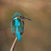Kingfisher1.jpg
