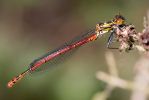 Large_Red_Damselfly.jpg