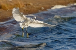 Little-Egret01~0.jpg