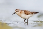 Little-Stint01.jpg