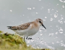 Little-Stint01~0.jpg