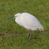 Little_Egret090116-098.jpg