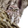 Little_Owl~0.jpg