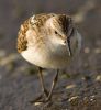 Little_Stint01~1.jpg