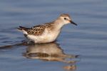 Little_Stint101010-4494(700).jpg