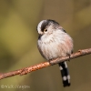 Long-taled-Tit.jpg