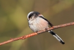 Long-taled-Tit1.jpg