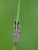 Longhorn_Beatle100531-0642.jpg