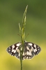 Marbled-White.jpg