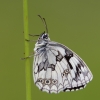 Marbled_White110626-0100.jpg