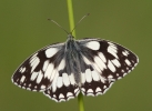 Marbled_White110626-0129.jpg