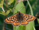 Marsh_Fritillary100520-1315.jpg