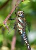 Migrant_Hawker100810-8278.jpg