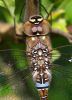 Migrant_Hawker100810-8871.jpg