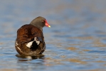 Moorhen02.jpg