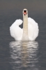 Mute_Swan110414-3758.jpg