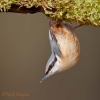 Nuthatch01.jpg