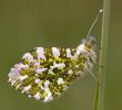 Orange_tip100509-0798.jpg