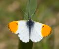 Orange_tip100509-1097.jpg