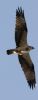 Filename=Osprey.jpg
Filesize=44KiB
Dimensions=226x580
Date added=May 08, 2008 Osprey.jpg