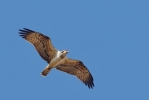 Osprey~1.jpg