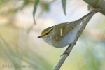 Pallas_s-Warbler01.jpg