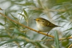 Pallas_s-Warbler02.jpg