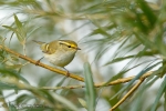 Pallas_s-Warbler03.jpg