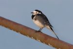 Pied_Wagtail~0.jpg