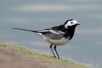 Pied_Wagtail~3.jpg